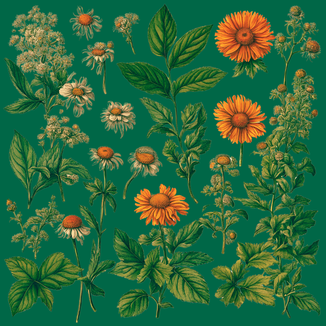 Forage Folk Tea Collection with wildcrafted, single origin, organic herbal teas