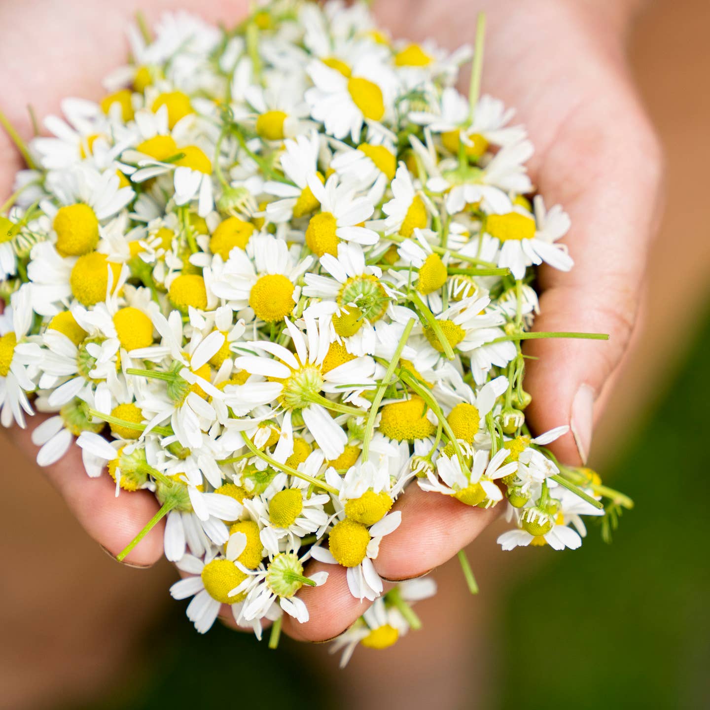 Two hands overflow with fresh chamomile blooms in yellow and white