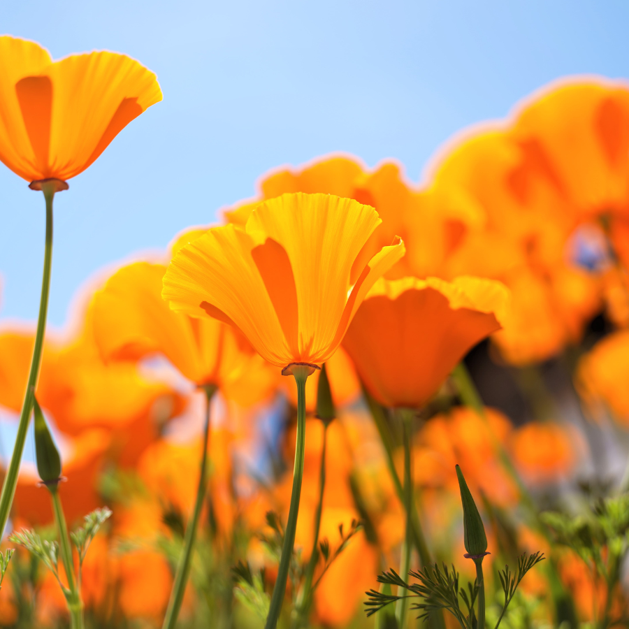 Close up within field of California poppies featured in Forage Folk products