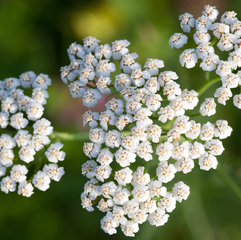 Fresh yarrow, showcasing its clusters of delicate white flowers found in several Forage Folk products