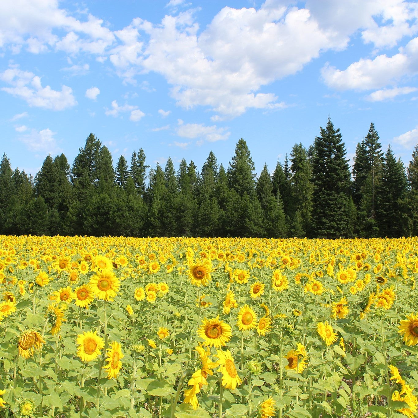 A field of bright sunflowers at Circadian Farms, bordered by towering evergreen trees under a partly cloudy blue sky.