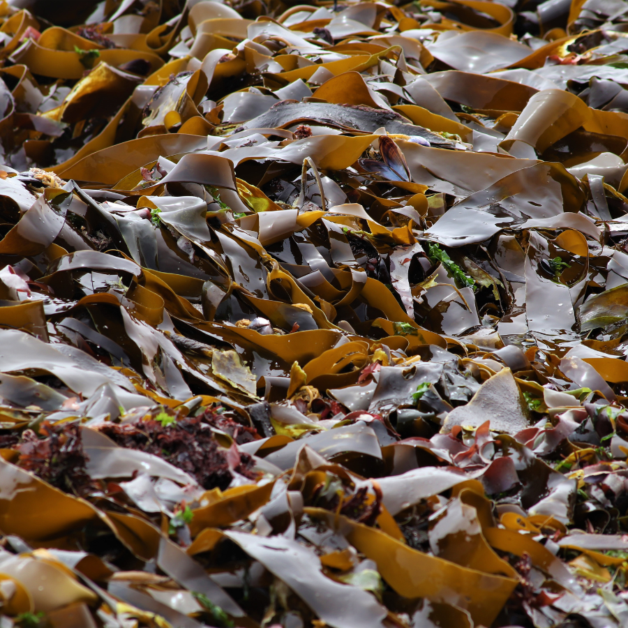 Main kelp ready for harvest and offered by Forage Folk
