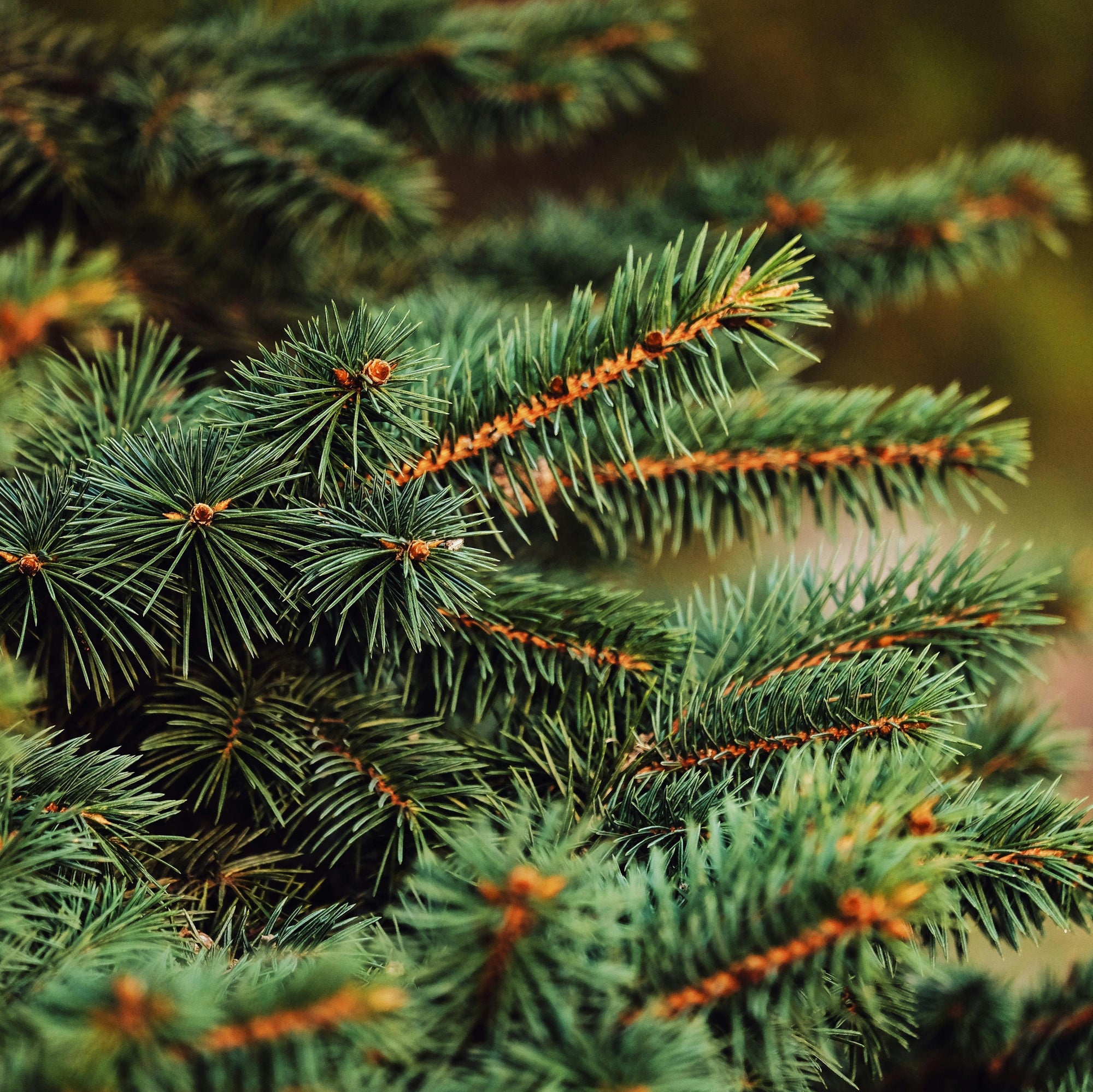 Vibrant evergreen branches and needles, showcasing their lush green color and textured layers.