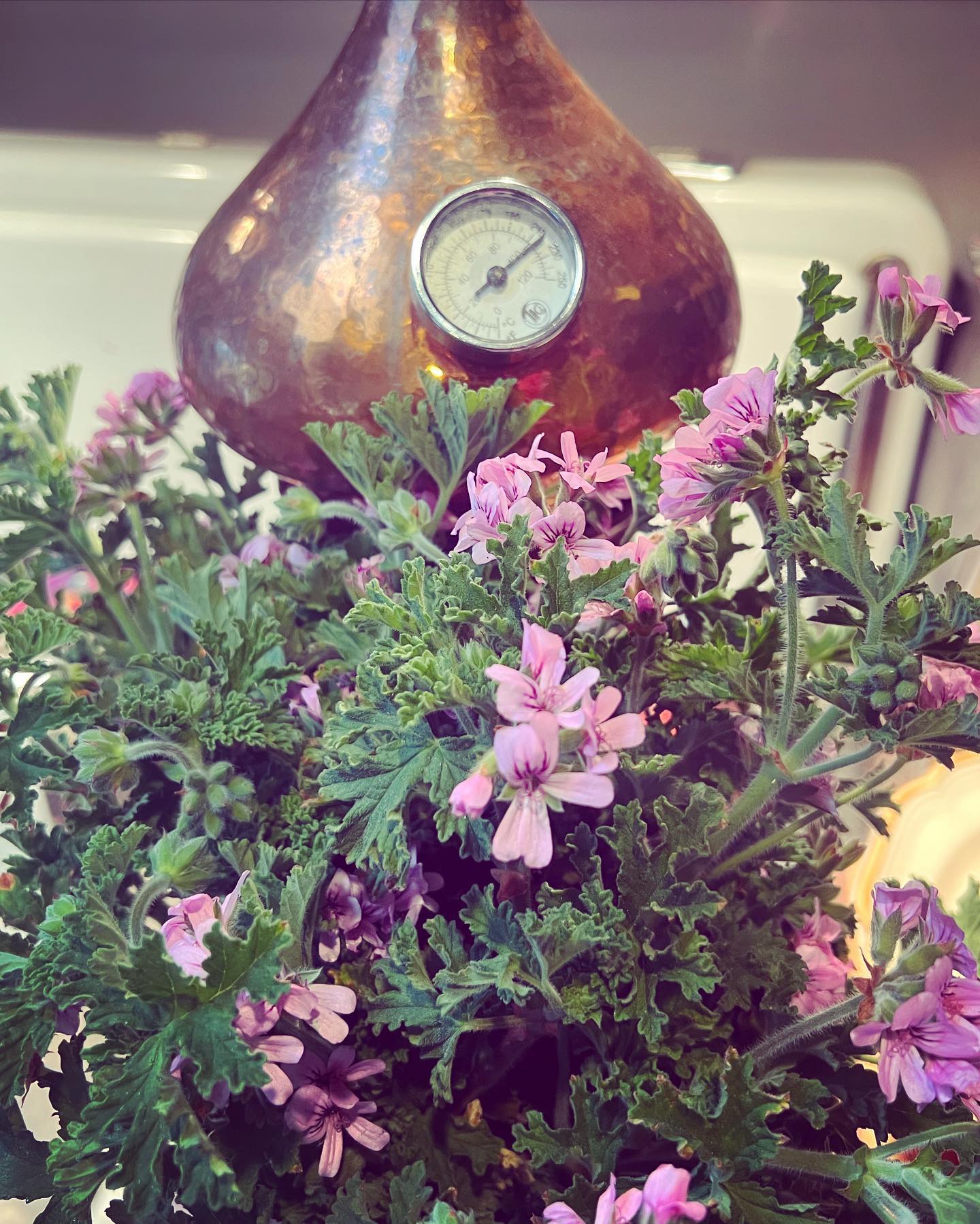 Vibrant purple flowers surround a gleaming hydrodistiller, ready for the process of extracting their natural essences