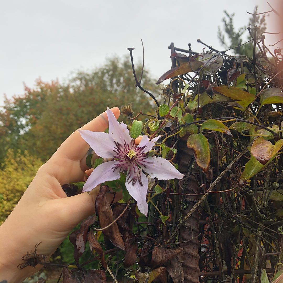 Fern of A Wild Light Apothecary selects a beautiful flower from her garden to create a handcrafted elixir offered by Forage Folk