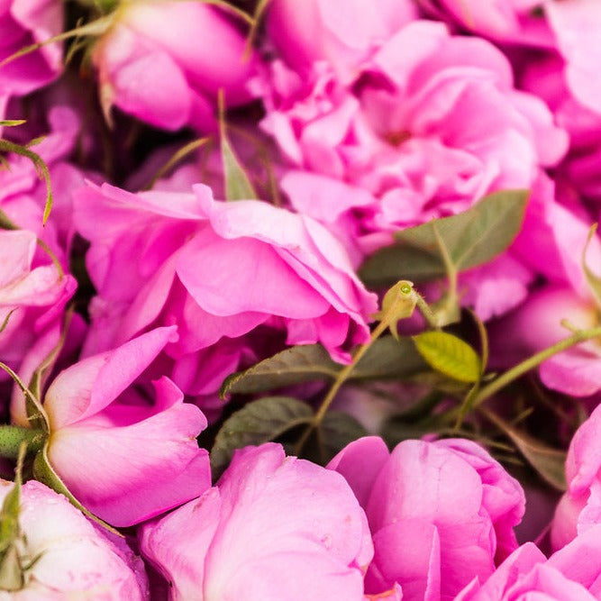 Call of the Heart Body Oil with Organic Roses