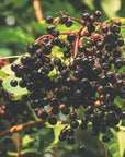 Wildcrafted Elderberry Tincture — Immune Support