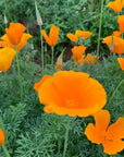 California Poppies growing naturally