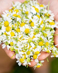 Two hands holding a variety of blossoms