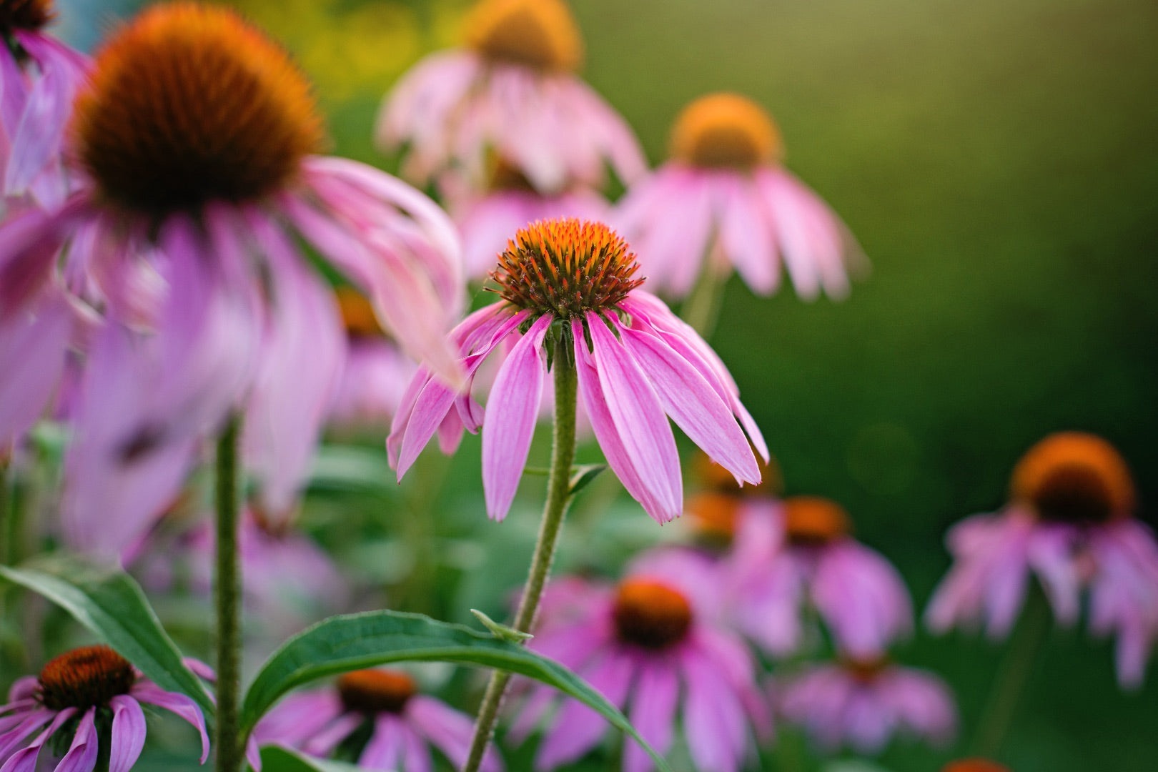 Foraging for medicinal plants used for natural remedies.