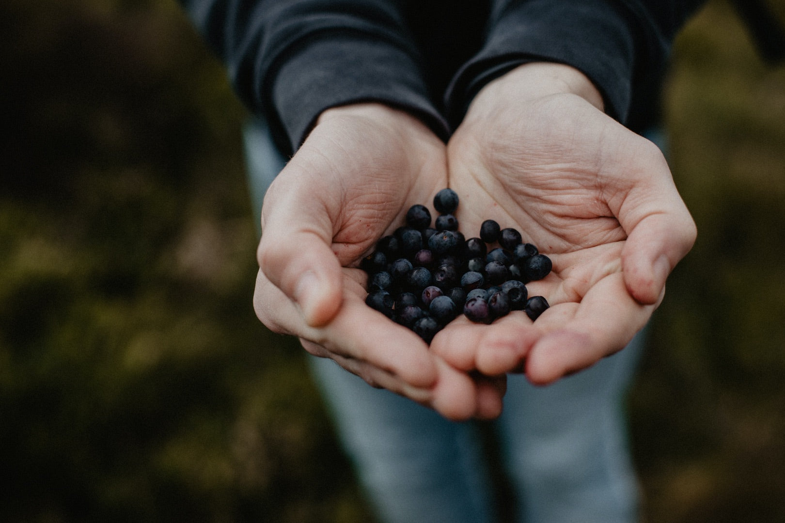 Foraging Etiquette, hands holding wild berries in the wild.