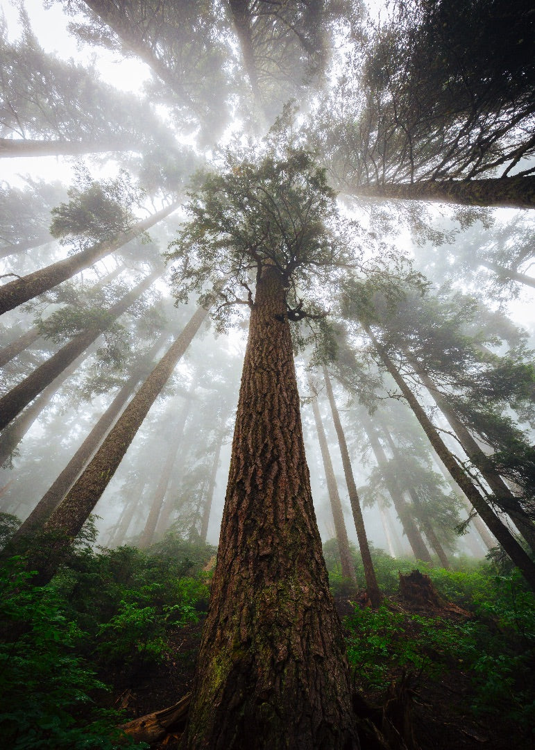 Foraging in the Pacific Northwest