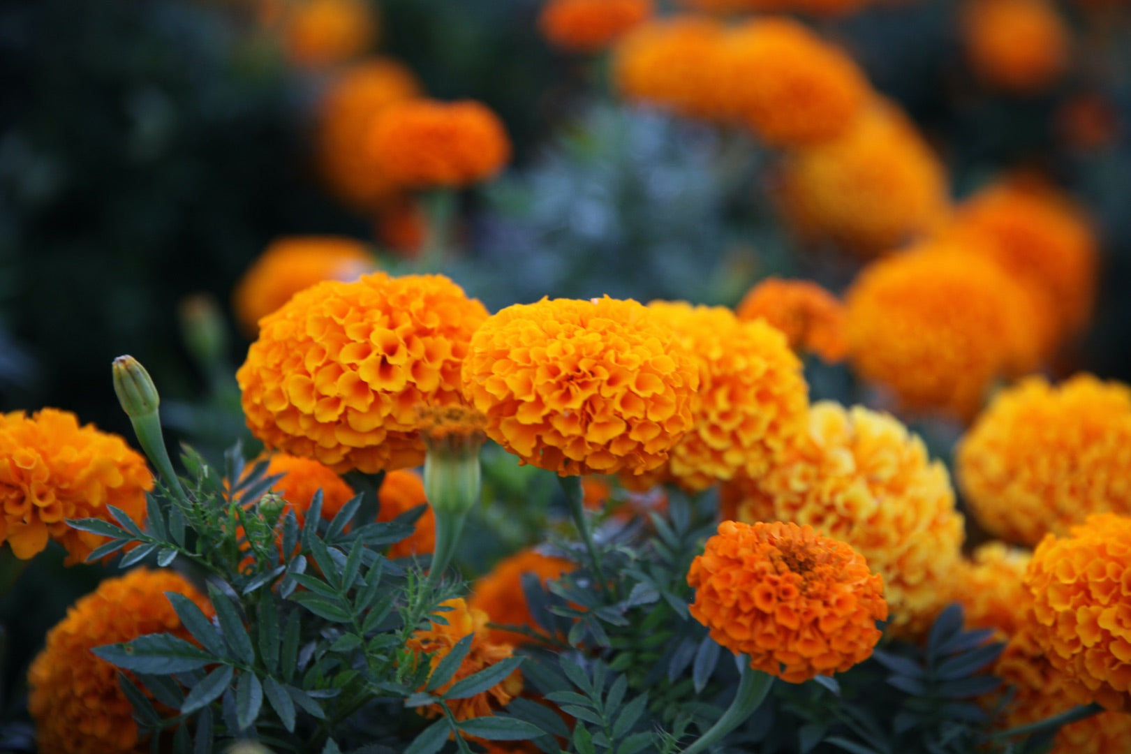 Marigold natural remedies, a field of marigolds