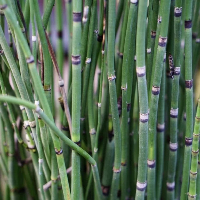 Wild-Foraged Horsetail - Forage Folk