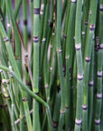 Wild-Foraged Horsetail - Forage Folk