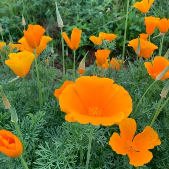 California Poppies growing naturally