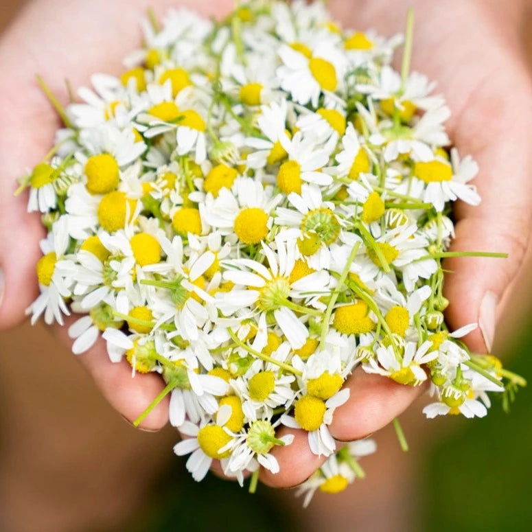 Two hands holding a variety of blossoms