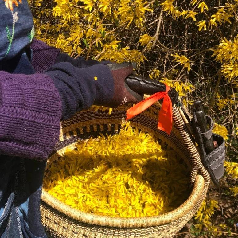 Wild Forsythia Cleansing Grains