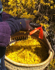 Wild Forsythia Cleansing Grains