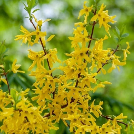 Wild Forsythia Cleansing Grains