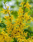 Wild Forsythia Cleansing Grains