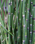 Stimulating Scalp Serum with Wild Foraged Horsetail & Nettle