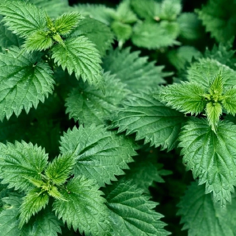 Stimulating Scalp Serum with Wild Foraged Horsetail &amp; Nettle