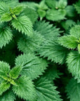 Stimulating Scalp Serum with Wild Foraged Horsetail & Nettle