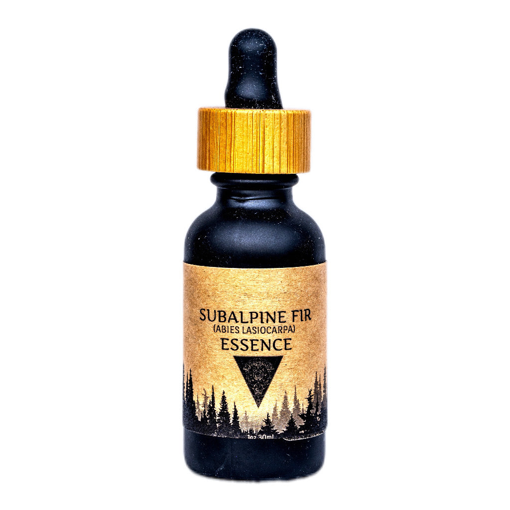 Subalpine Fir Essence - Highly Concentrated in a base of Organic Sunflower Oil