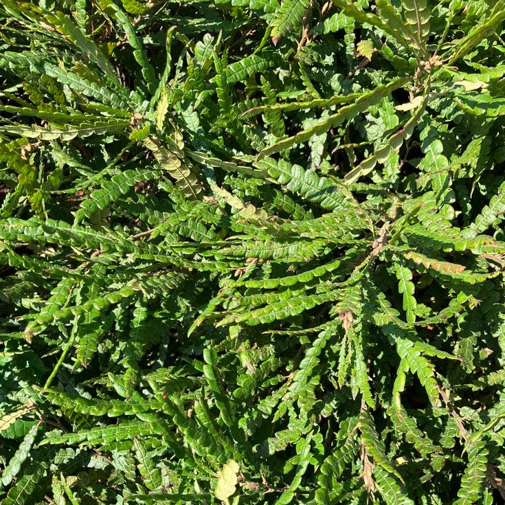 Sweet Fern Hydrosol from Michigan Forests